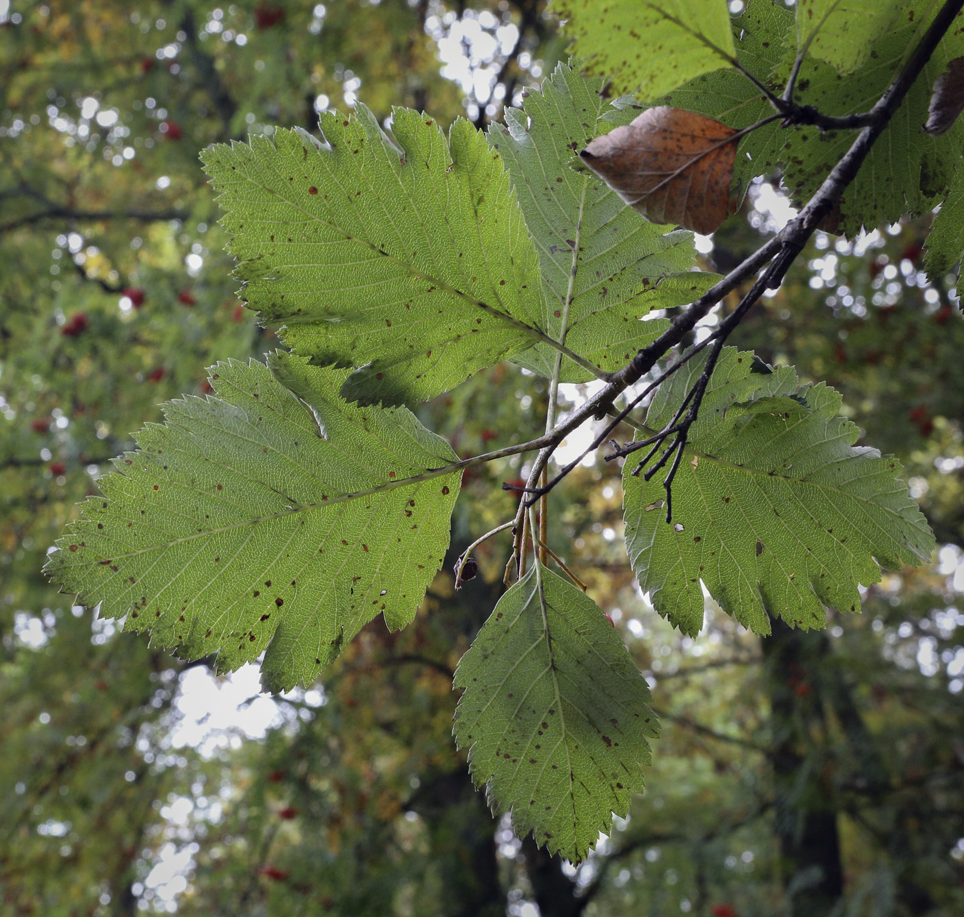 Изображение особи Sorbus austriaca.