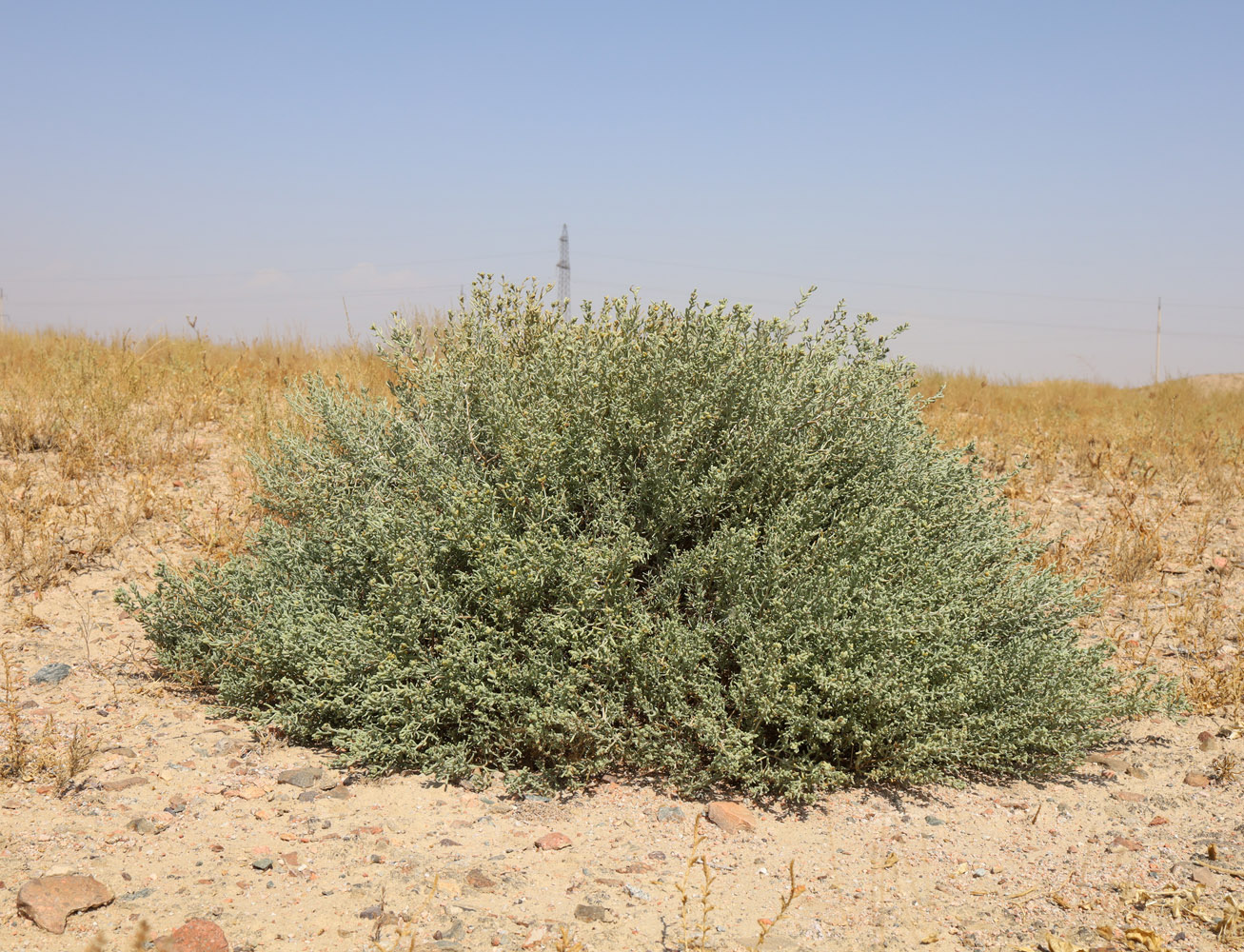 Image of Iljinia regelii specimen.