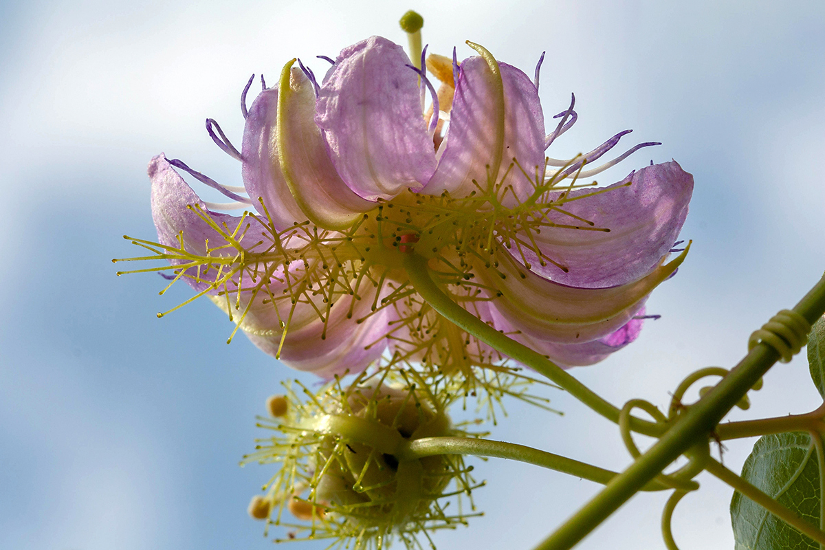 Image of Passiflora foetida specimen.