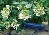 genus Hydrangea. Верхушки побегов с соцветиями. Приморский край, Владивостокский ГО, Ботанический сад, в культуре. 12.09.2021.