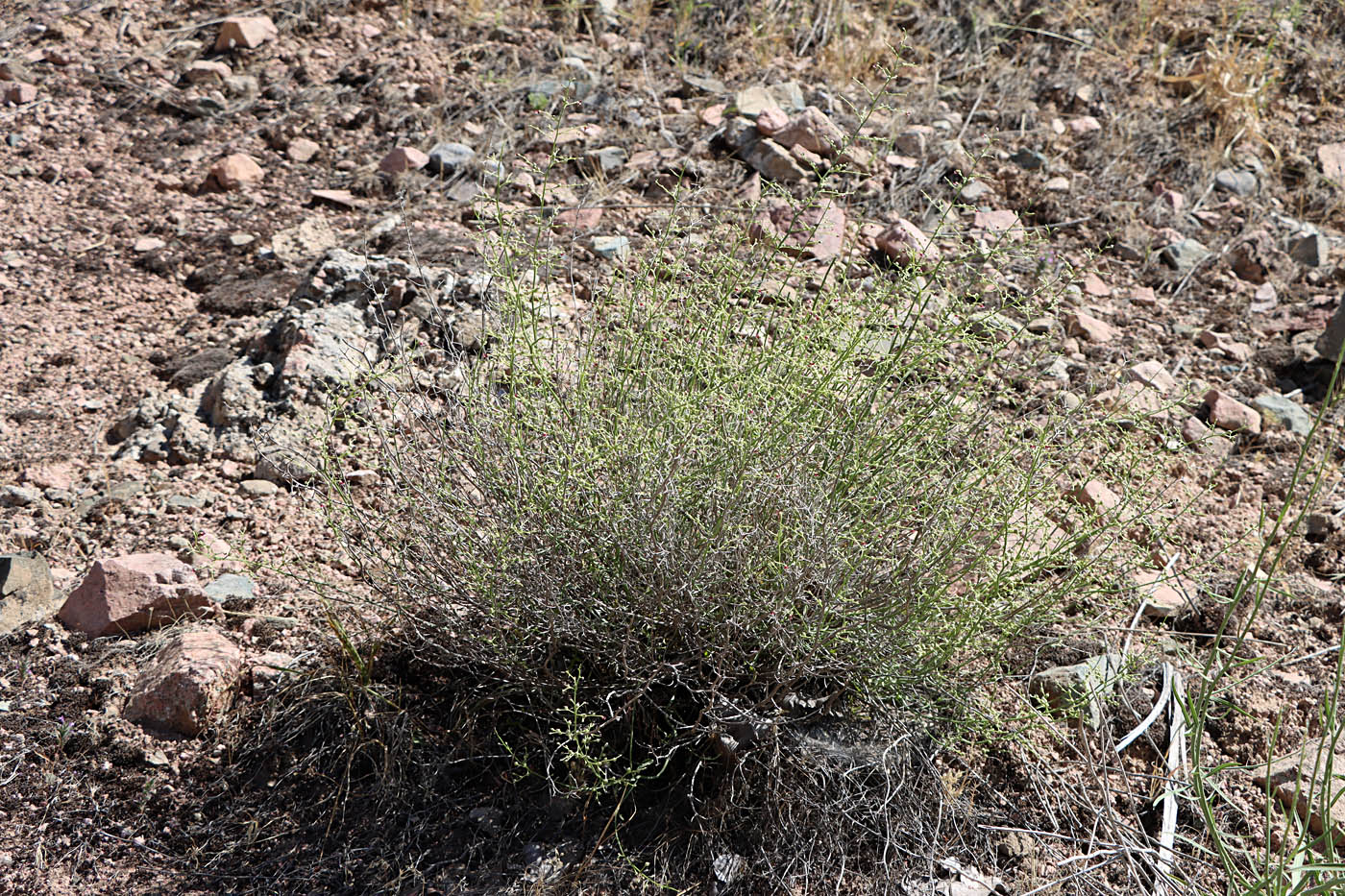 Image of Scrophularia striata specimen.