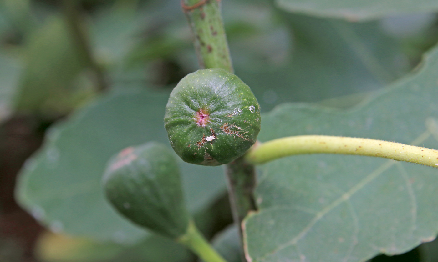 Image of Ficus carica specimen.