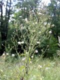 Lactuca indica