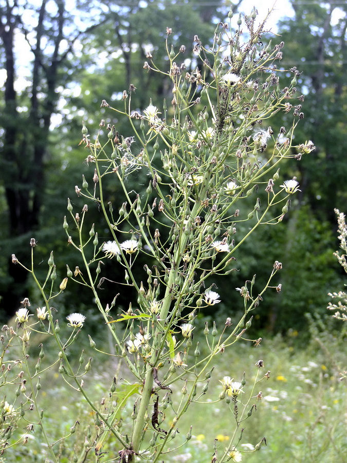 Изображение особи Lactuca indica.