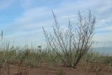 Artemisia campestris. Плодоносящее растение. Ленинградская обл., окр. пос. Большая Ижора, берег Финского залива, песчаный береговой вал. 02.10.2022.