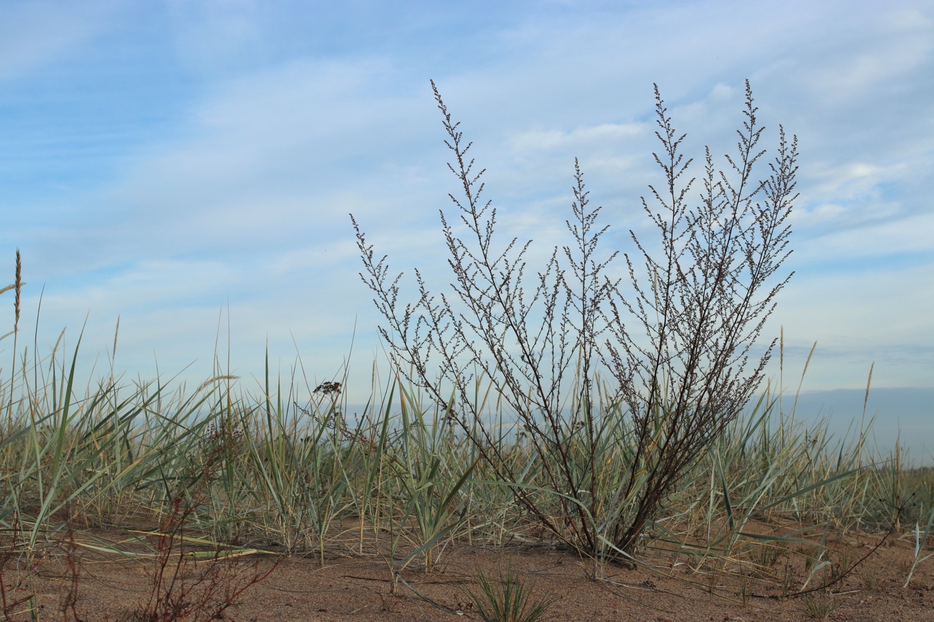 Image of Artemisia campestris specimen.