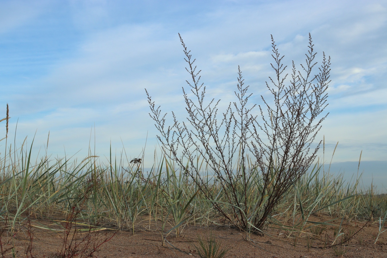 Изображение особи Artemisia campestris.