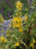 Rhynchocorys orientalis