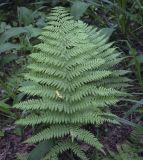 Athyrium filix-femina. Вайя. Владимирская обл., Александровский р-н, окр. с. Старая Слобода, сосновый бор. 11.06.2022.