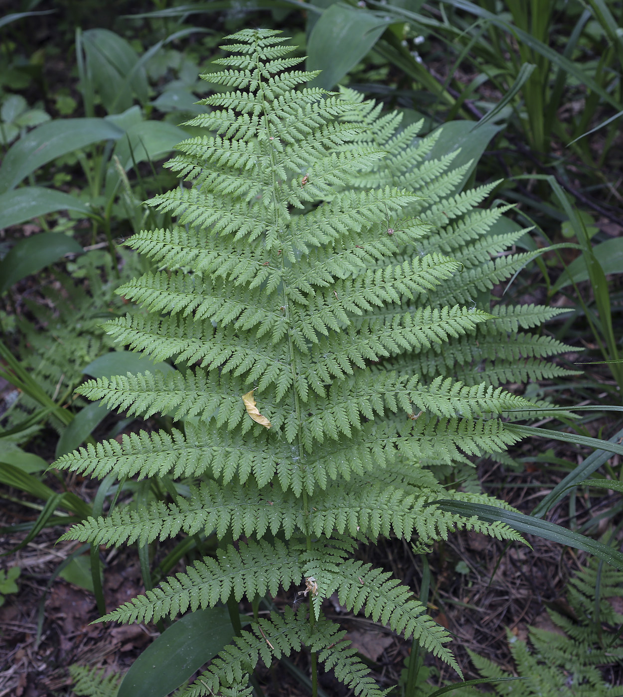 Image of Athyrium filix-femina specimen.