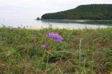 Scabiosa lachnophylla. Верхушки цветущего и расцветающего растений. Приморье, Лазовский р-н, бух. Петрова, задернованная песчаная прибрежная полоса. 31.08.2022.