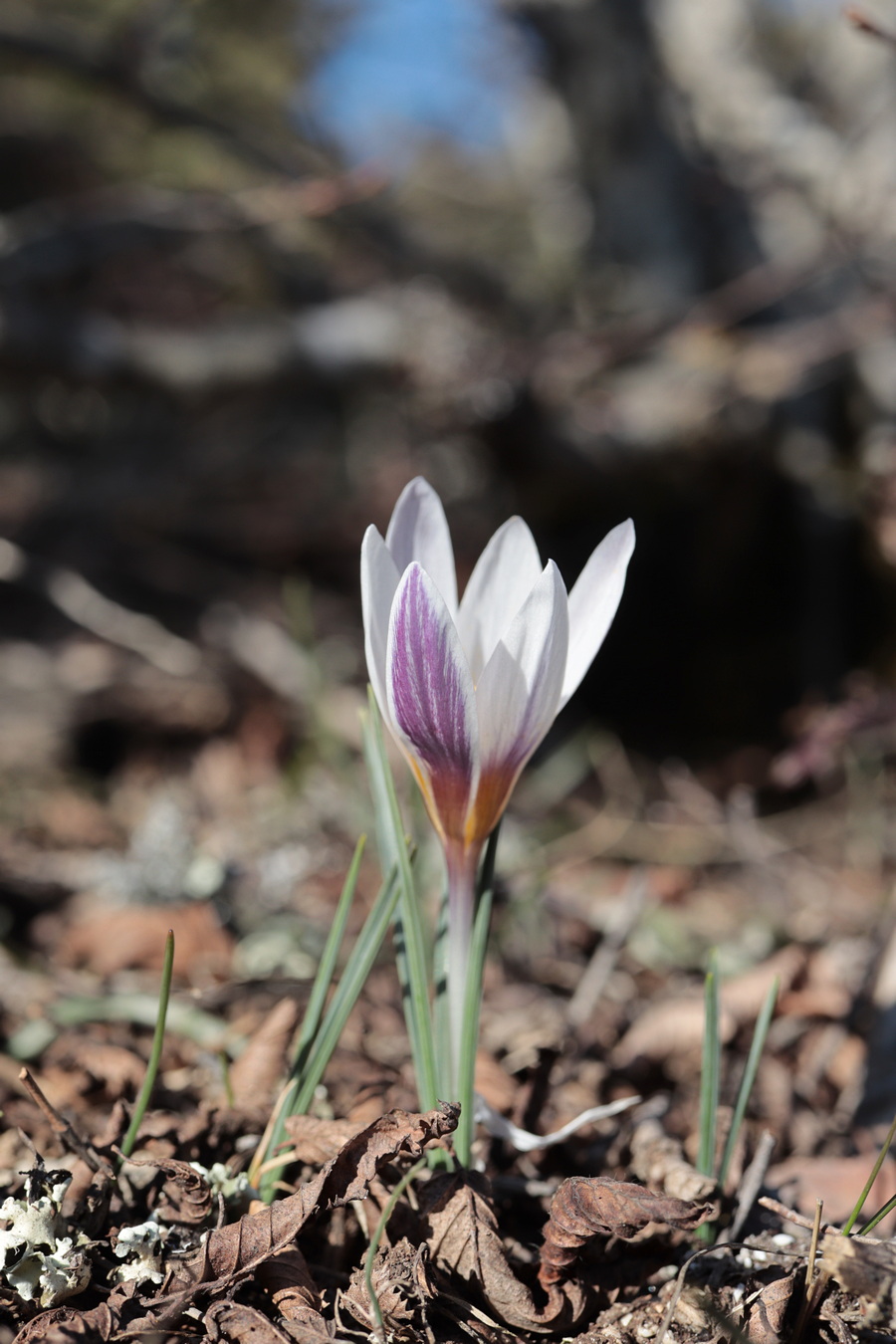 Изображение особи Crocus tauricus.