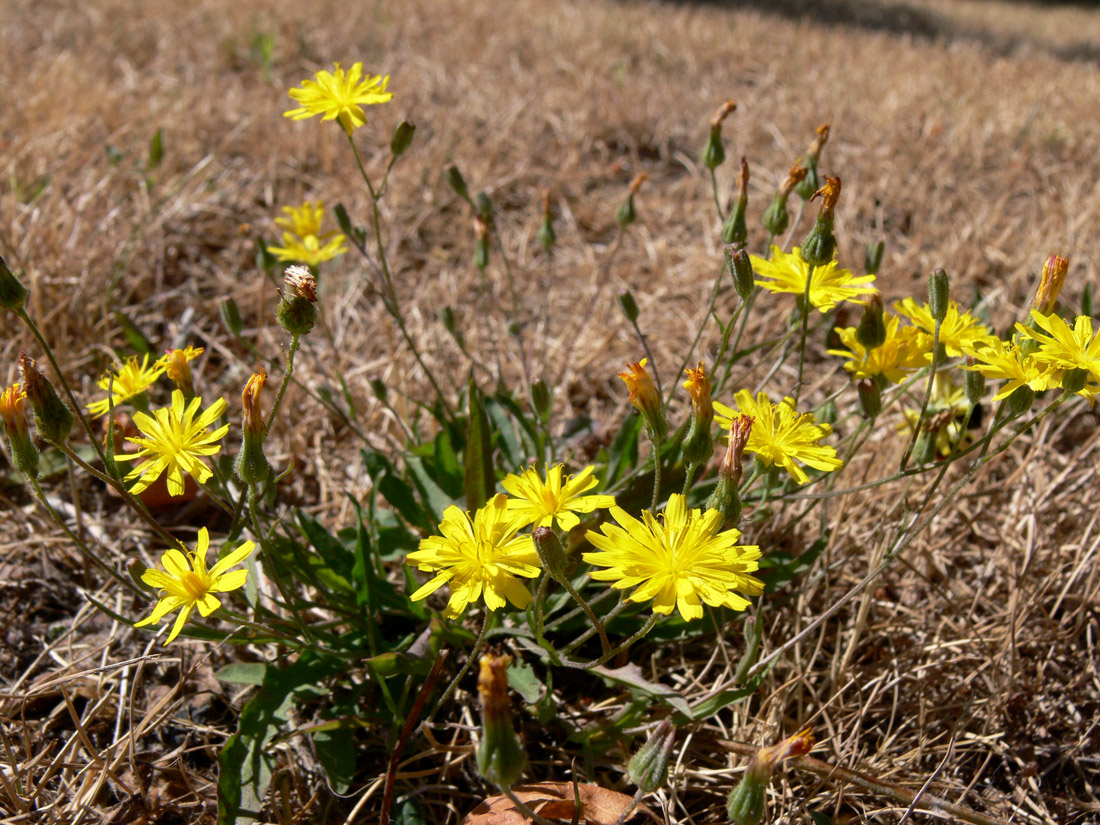 Изображение особи семейство Asteraceae.