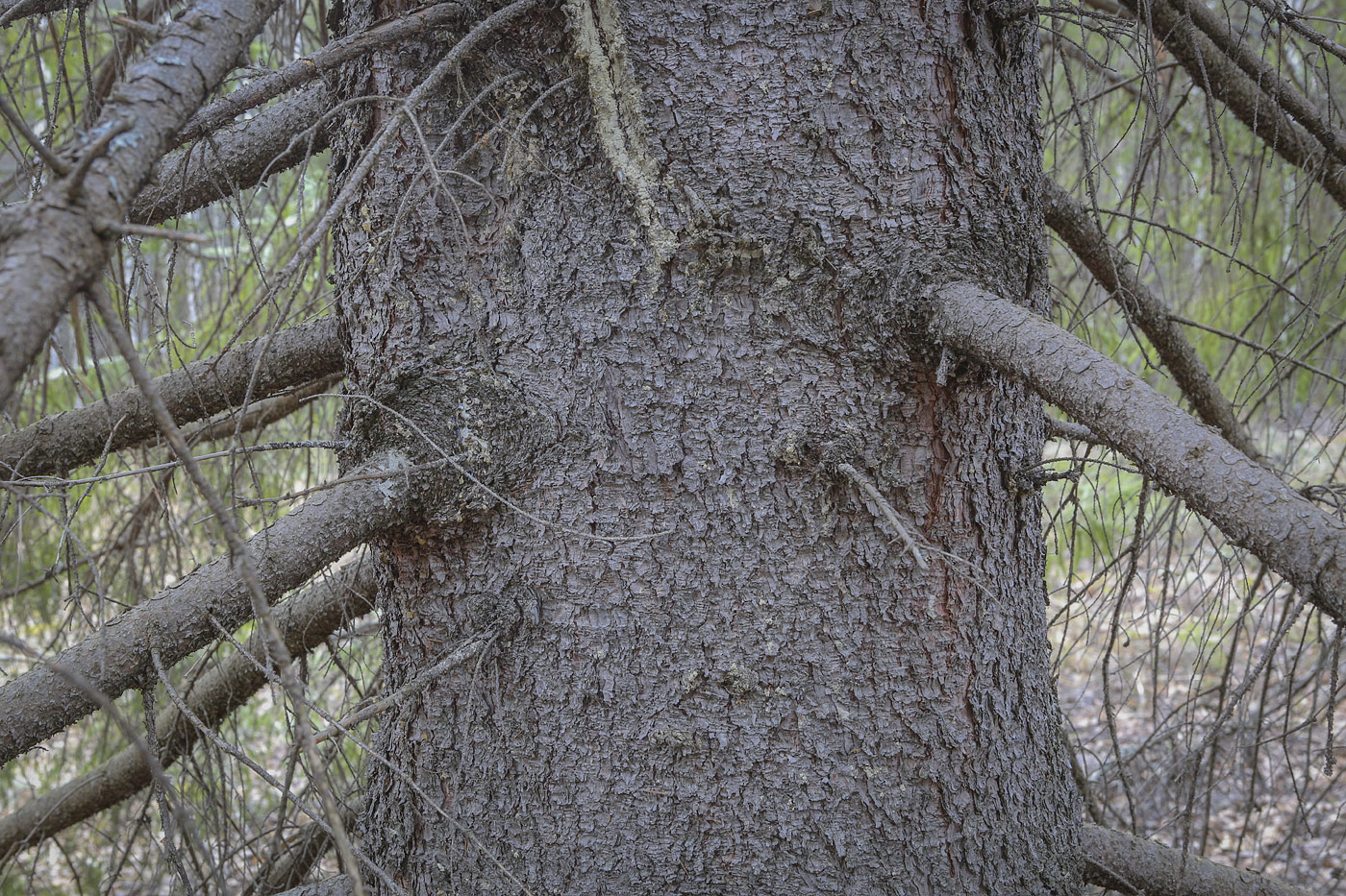 Image of Picea &times; fennica specimen.