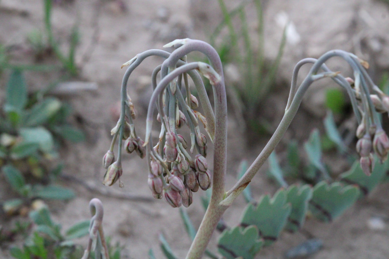 Изображение особи Bongardia chrysogonum.