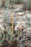 Orobanche cumana