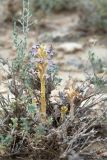 Orobanche cumana. Цветущее растение (паразитирует на Artemisia sp.). Казахстан, Мангистауская обл., Мангистауский р-н, 480 км трассы А-33; щебнисто-глинистая пустыня. 06.06.2022.