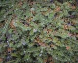 genus Paronychia