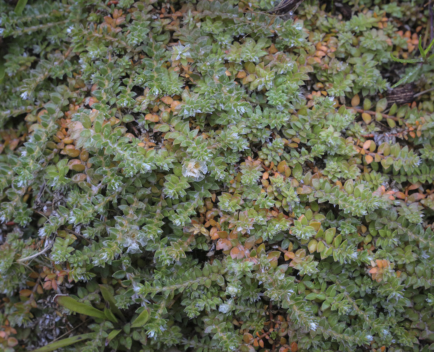 Image of genus Paronychia specimen.
