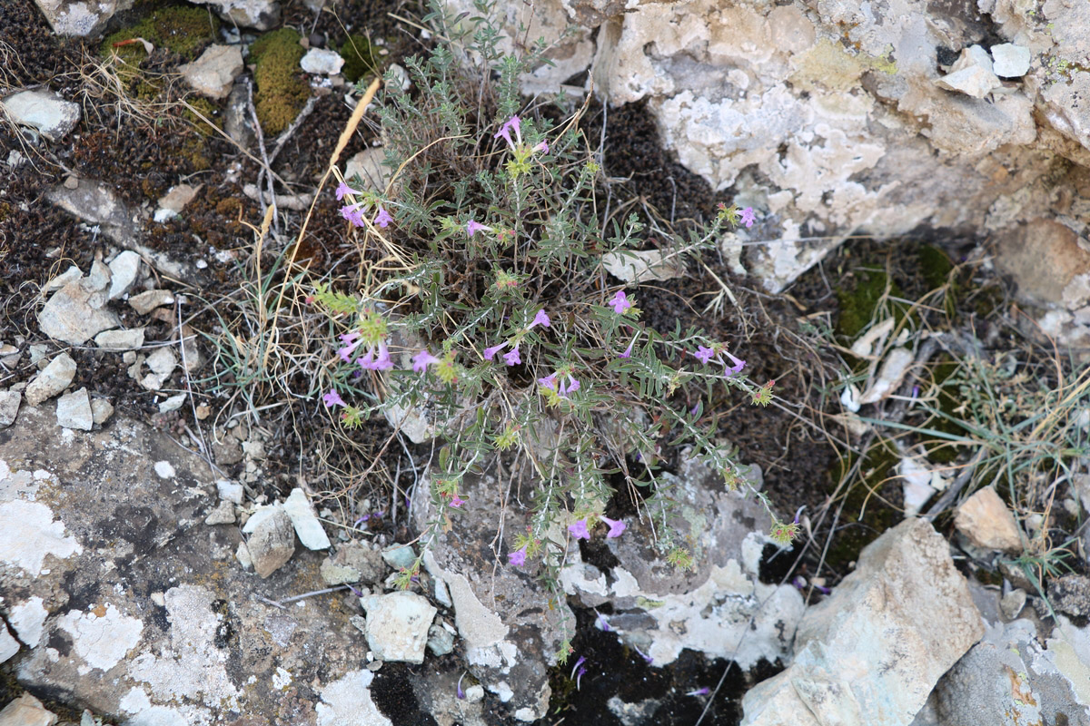 Image of Satureja macrantha specimen.