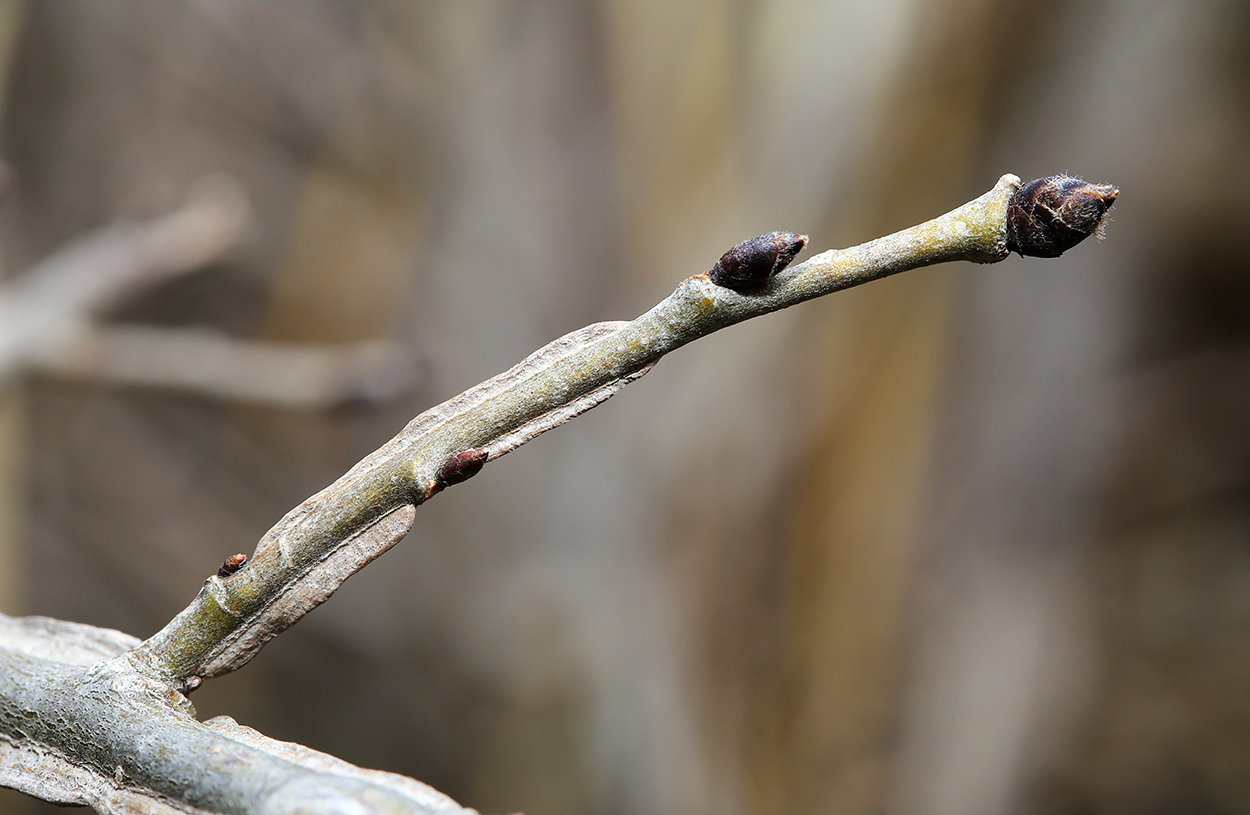 Изображение особи Ulmus macrocarpa.