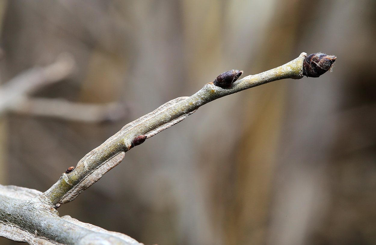 Image of Ulmus macrocarpa specimen.