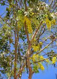 Cassia fistula. Ветви цветущего дерева. Египет, мухафаза Кена, г. Луксор, Карнакский храмовый комплекс, в культуре. 06.05.2023.
