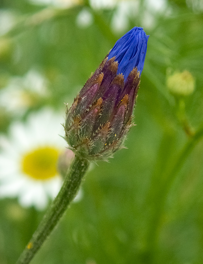 Image of Centaurea cyanus specimen.