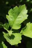 genus Crataegus