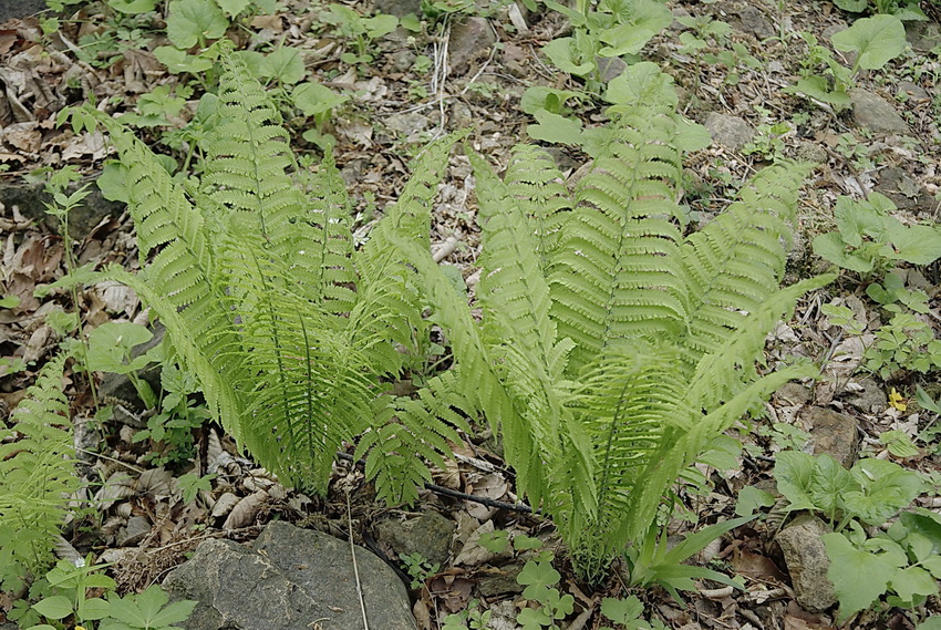 Image of Matteuccia struthiopteris specimen.