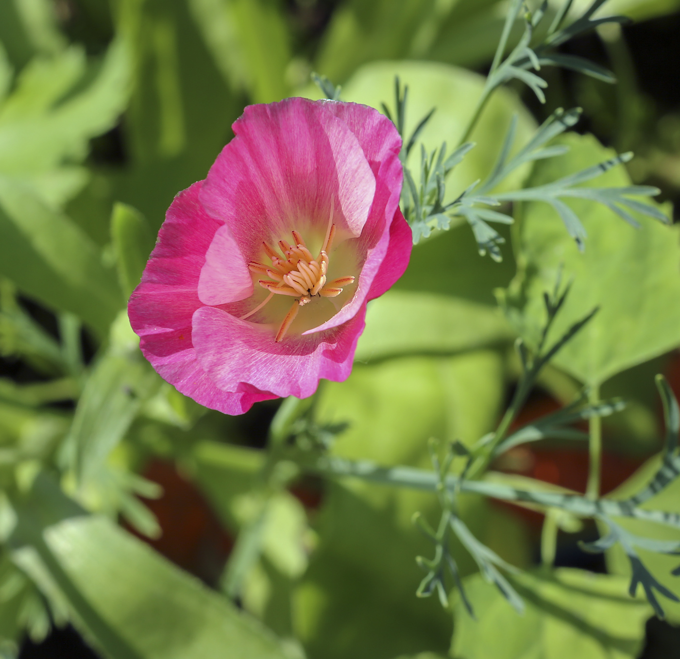 Image of Eschscholzia californica specimen.