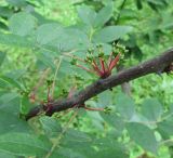 Zanthoxylum americanum. Фрагмент ветви с соплодиями с незрелыми плодами. Московская обл., Щёлковский р-н, в культуре. 16.07.2023.