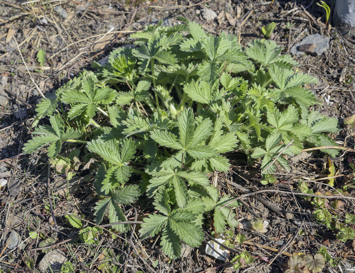 Image of Potentilla goldbachii specimen.