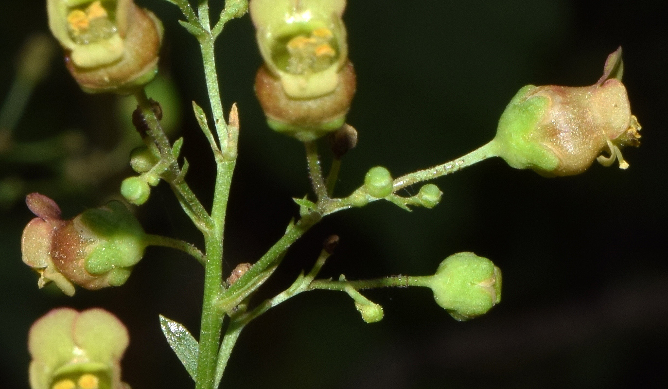 Image of Scrophularia umbrosa specimen.