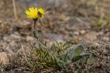 genus Pilosella. Цветущее растение с мухой. Кабардино-Балкария, Эльбрусский р-н, долина р. Ирик, ок. 2700 м н.у.м., каменистый субальпийский луг. 21.08.2023.