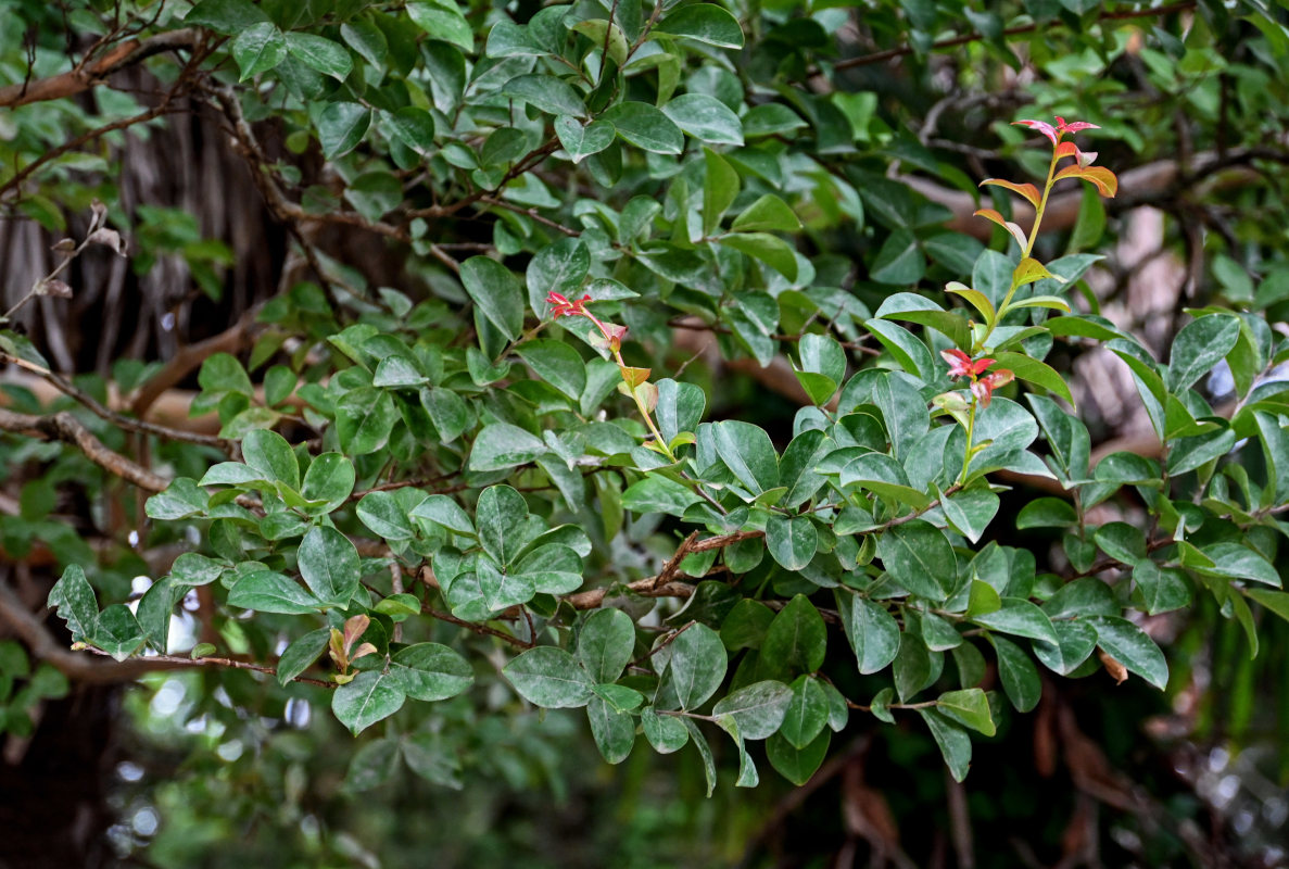 Image of Arbutus andrachne specimen.