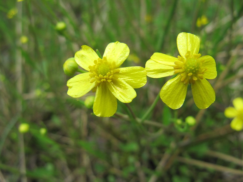 Изображение особи Ranunculus flammula.