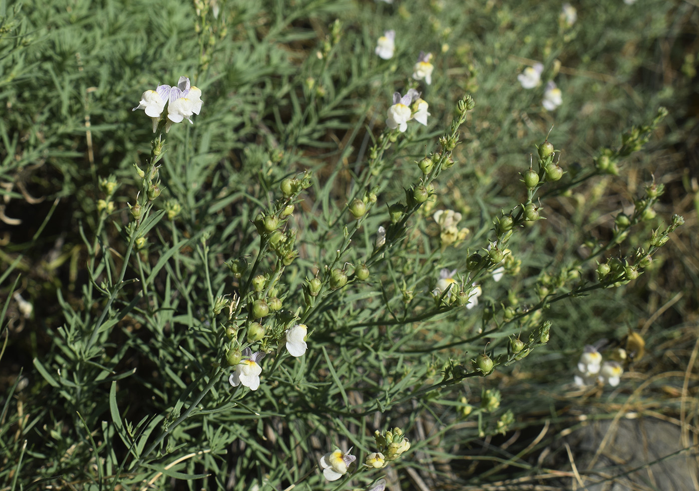 Image of Linaria repens specimen.