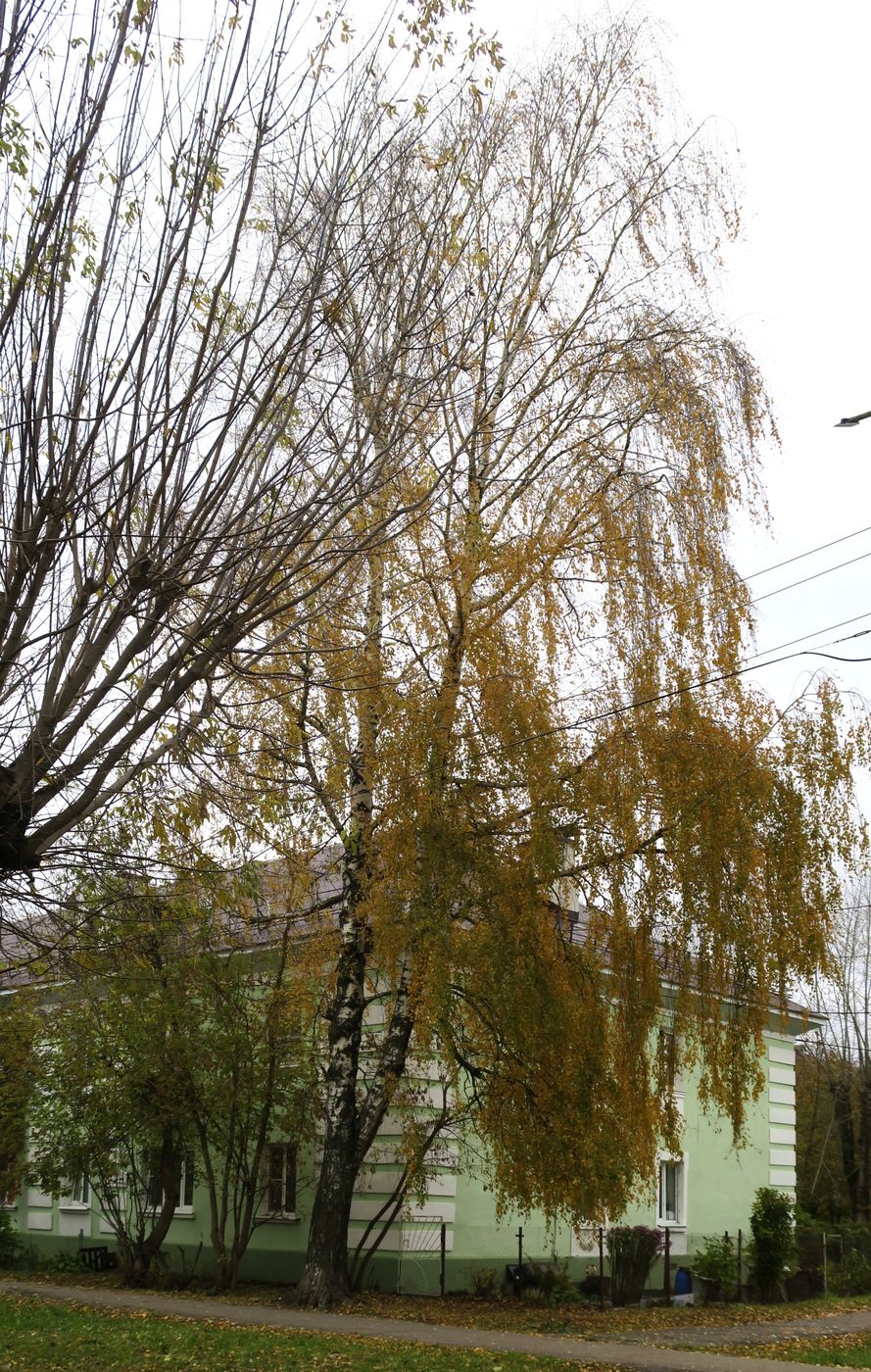 Image of Betula pendula specimen.