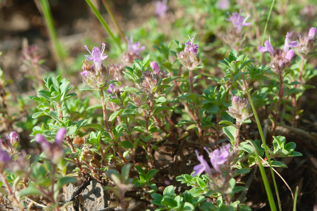 Изображение особи Thymus mongolicus.