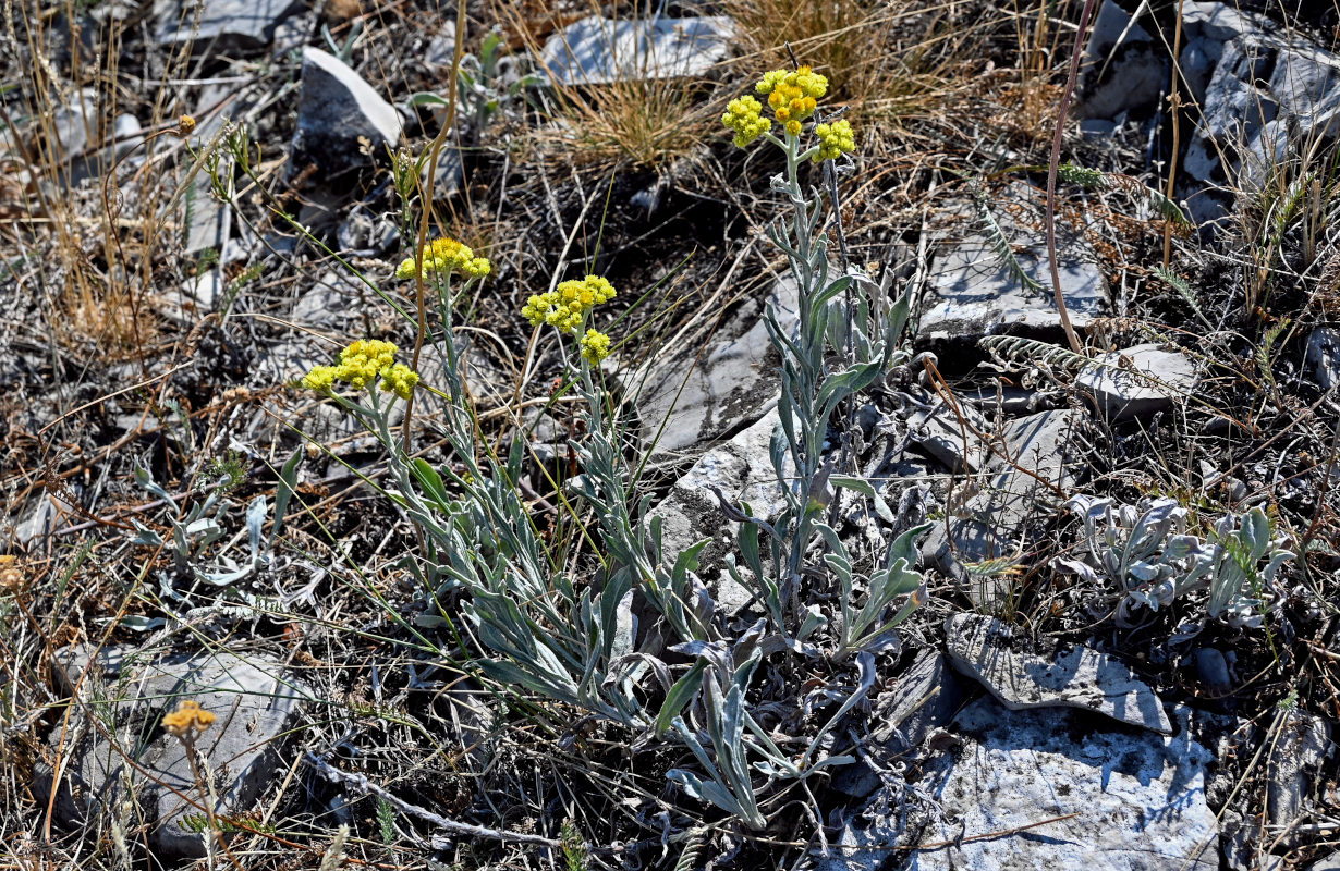 Image of Helichrysum arenarium specimen.