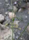 Astrodaucus orientalis. Средняя часть побега. Чечня, Шаройский р-н, бассейн р. Цесиахк, нижняя часть долины левого притока, берег ручья. 11 августа 2023 г.