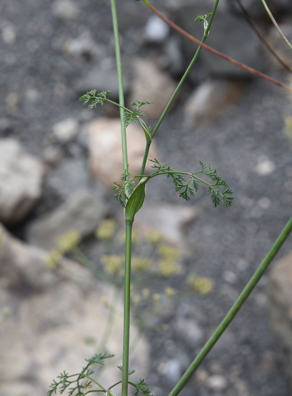 Image of Astrodaucus orientalis specimen.
