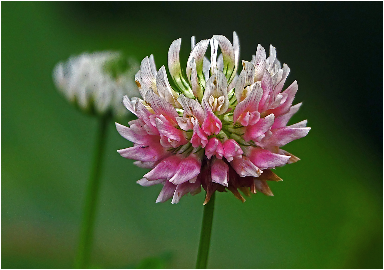 Image of Trifolium hybridum specimen.