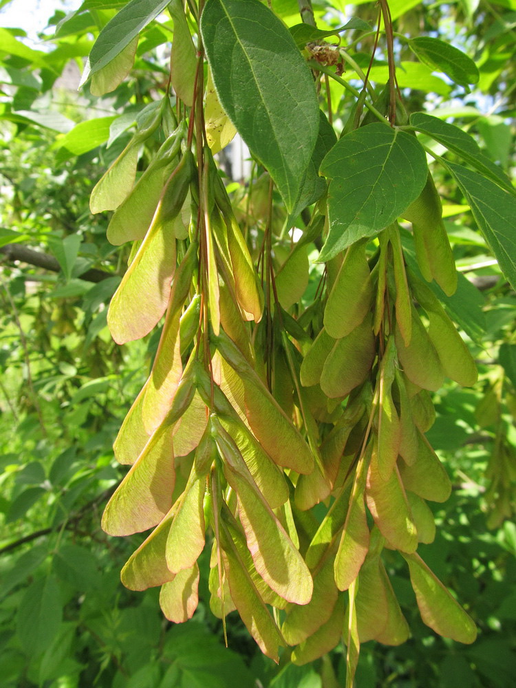 Image of Acer negundo specimen.