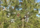 Pinus pallasiana. Ветви с шишками. Краснодар, парк \"Краснодар\", Японский сад, в культуре. 01.01.2024.
