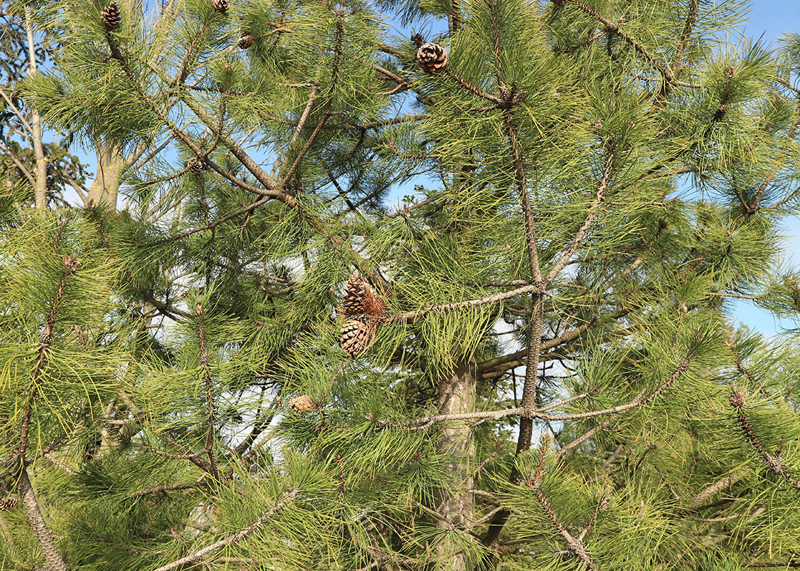 Изображение особи Pinus pallasiana.