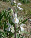 Phlomoides eriocalyx