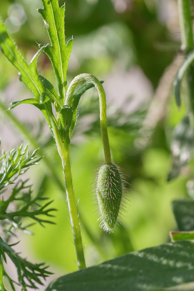 Image of Papaver humile specimen.