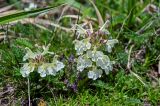 Pedicularis armena